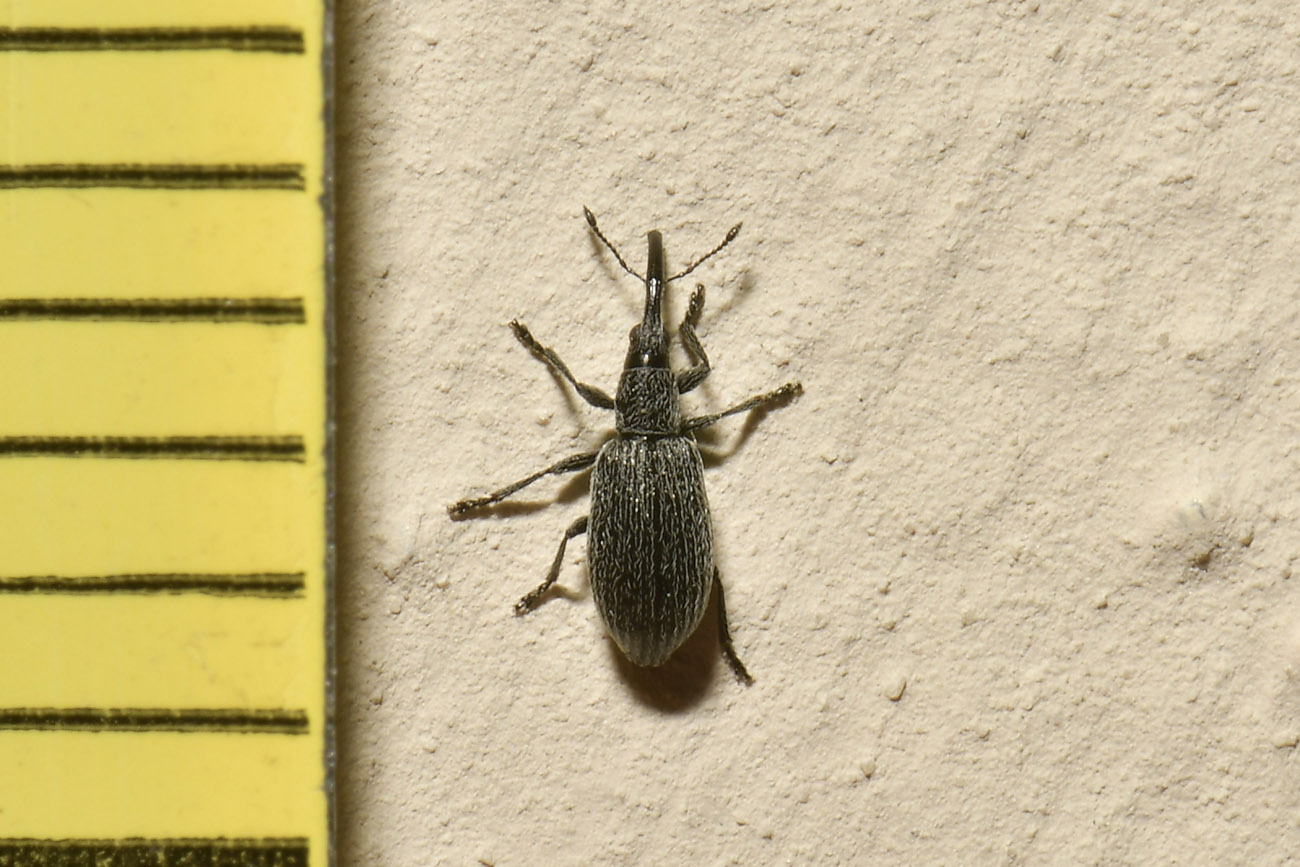 Apionidae: Stenopterapion sp.?  S, Stenopterapion intermedium